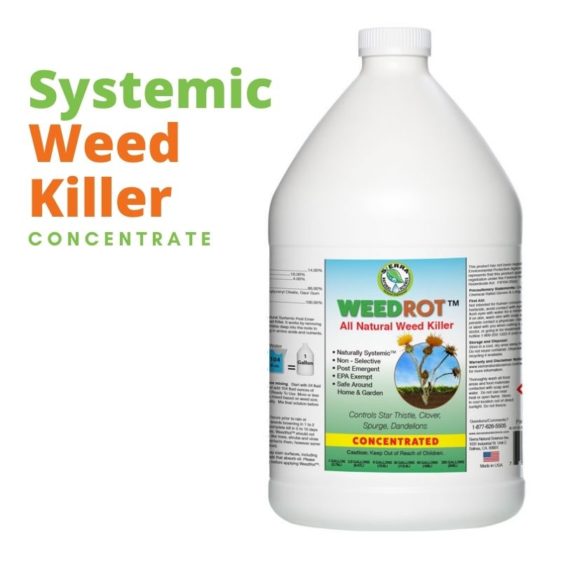 Get The Best Natural Weed Killer from SNS WeedRot Concentrate