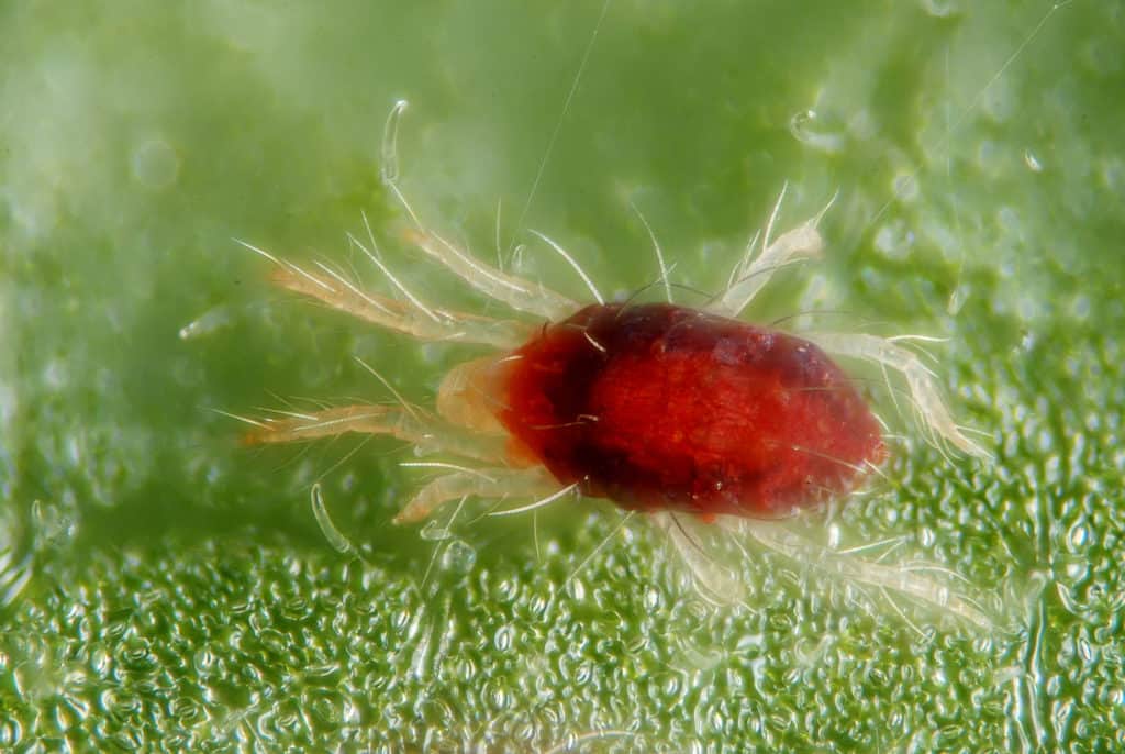 How To Spot Spider Mites