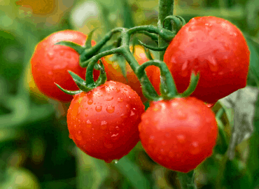 tomato weed killer