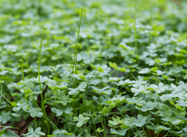 weed killer