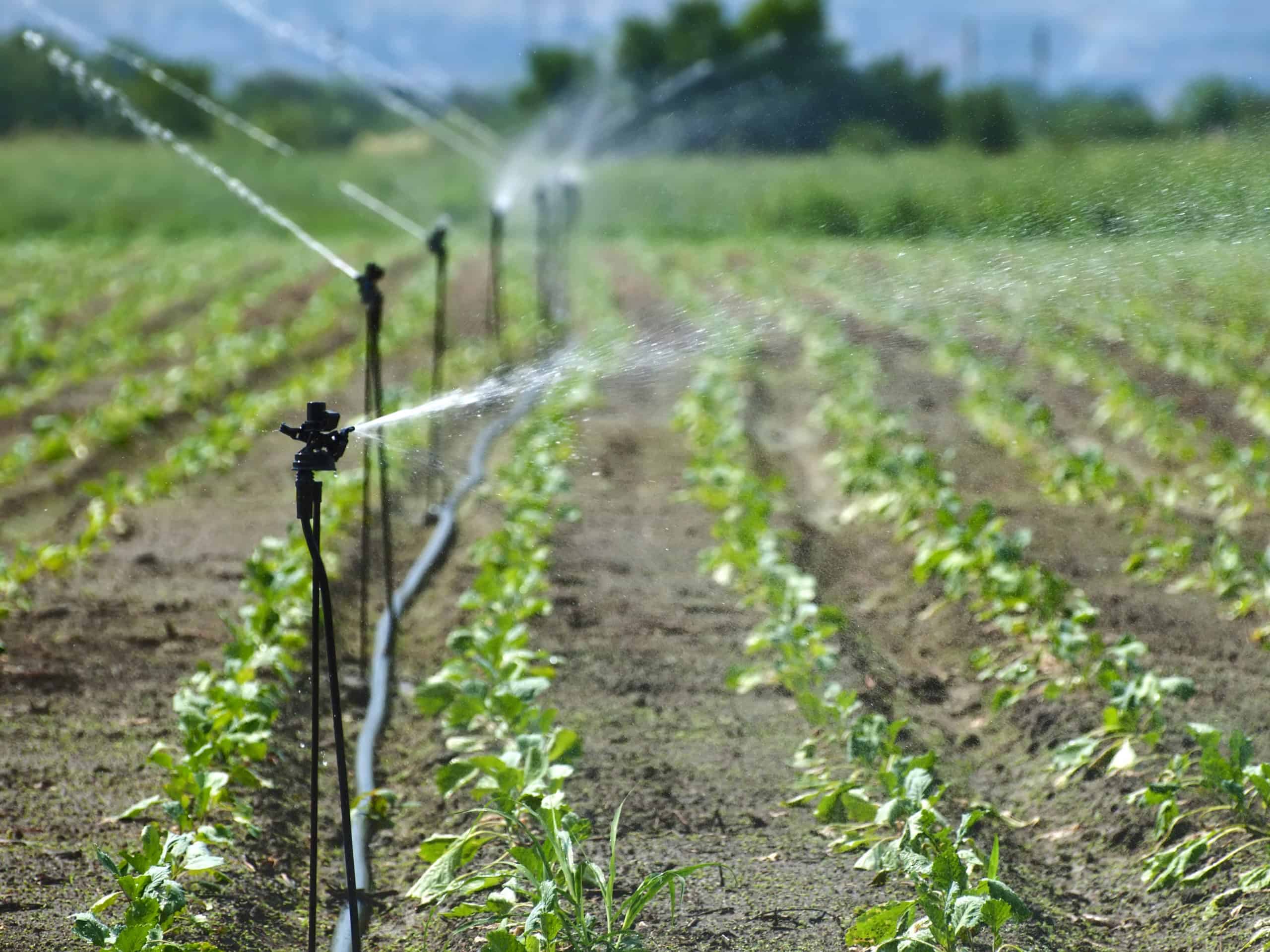 sprinklers.10203994_xxl (1)
