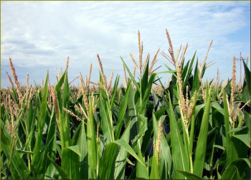 Weed Killer, how long does it take to work?