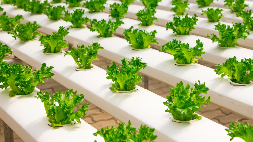 What Nutrients Do Hydroponic Plants Require?