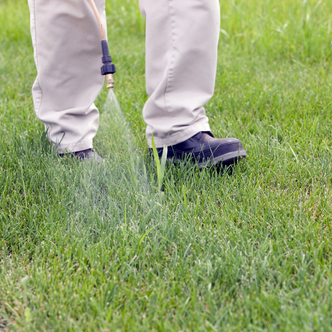 When to Apply Fungicide on Lawns