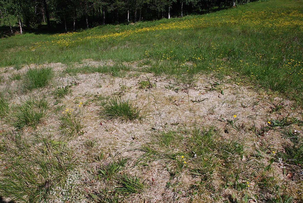grass lawn fungicides
