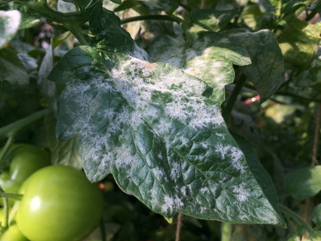 What is Powdery Mildew?