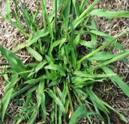 WeedRot kills Crabgrass weeds – image of Crabgrass growing