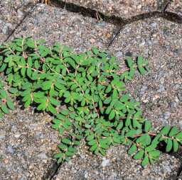 WeedRot kills Starthistle weeds – image of Starthistle growing