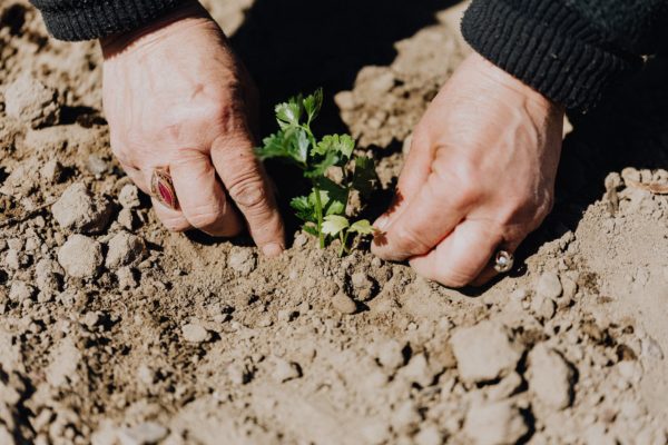 how-to-get-rid-of-bugs-in-soil-fast-sierra-natural