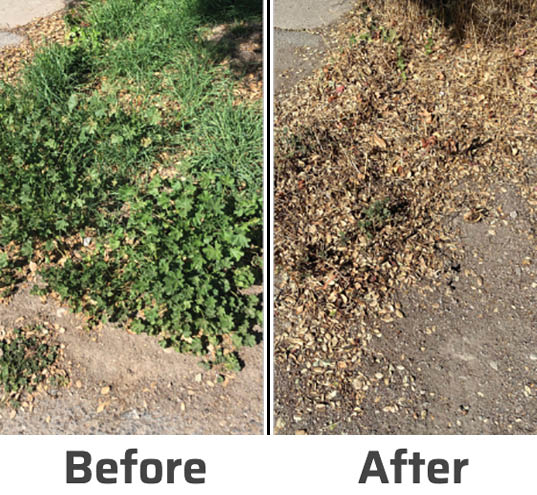 How To Get Rid Of Stubborn Milwaukee Weeds