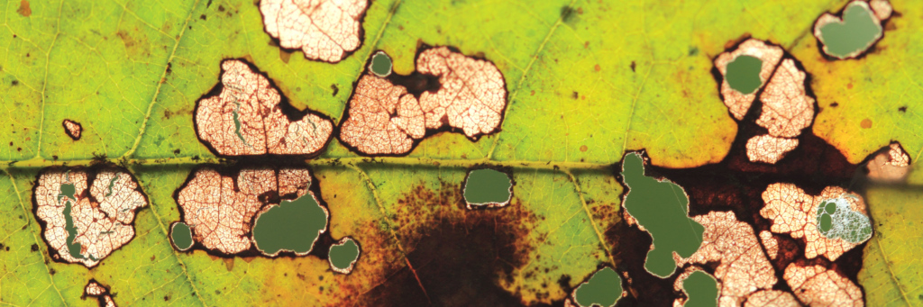 How to prevent Root Rot