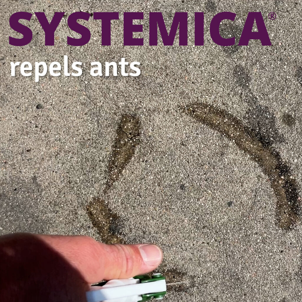 Ants Don't Like Systemica