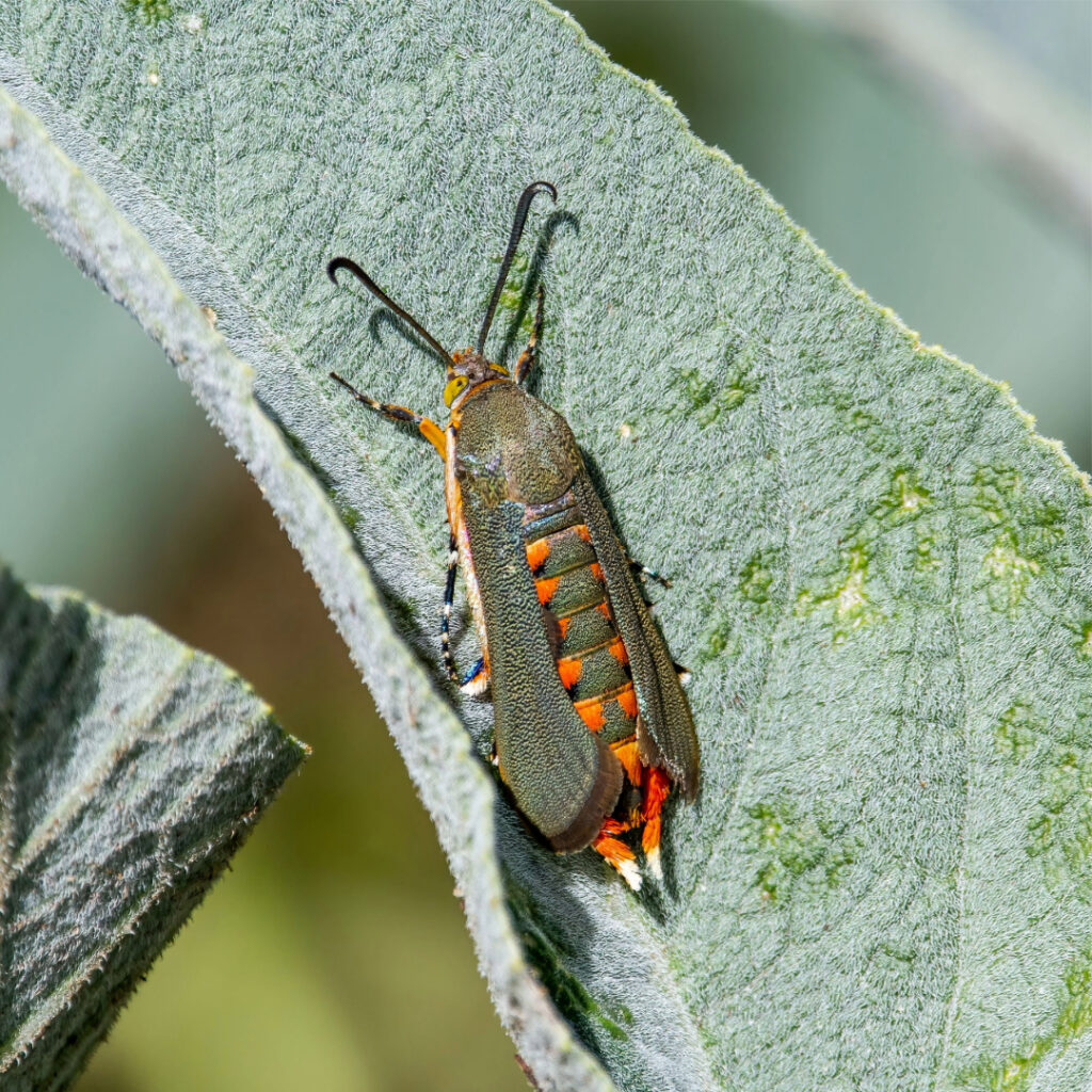 Systemica on Squash Vine Borers