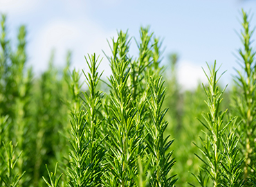 Green rosemary field. Closeup bokeh effect. Horizon with blue sky